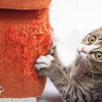 MidWest Homes for Pets Fote Modelo 135F-BR XXL Poste rascador para gatos, tamaño Vey Lage, con Wap de sisal doble, Bown y Tan - details 3