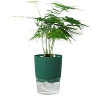 Vivero de doble capa verde, planta jugosa de alta calidad, plantación circular CA, jardinería ETA, decoración de escritorio - details 9