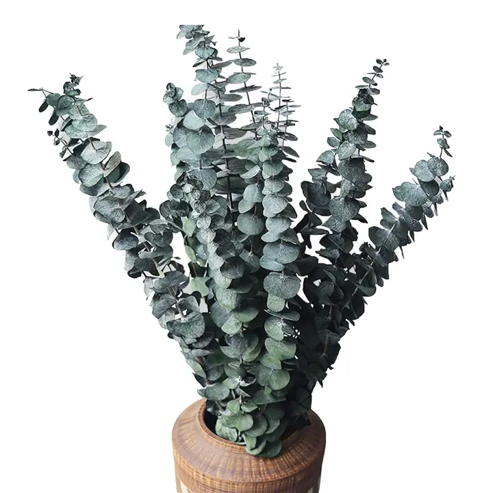 Paquete de eucalipto seco Natural, ramas frescas preservadas para arreglos florales, decoración del hogar y boda, paquete de 10 - 1