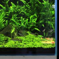 Plato de tubo alimentador de acuario de vidrio transparente con ventosas, cuenco alimentador de alimento para peces, tubo de alimentación para peces de 20-45cm - details 5