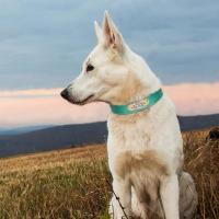 Collar cuero personalizado mascota collares suaves perro etiqueta de identificación grabada para perros grandes Pitubull Pastor - details 16