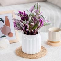 ETA transparente de doble capa, jarrón de plástico con pulverización automática, mesa ETA perezosa, decoración del hogar, jardín y oficina - details 4