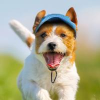 Cómodo sombrero de béisbol para mascotas de Color sólido ajustable con orificios para las orejas gorra para perros protección solar transpirable sombrero para el sol para perros para el verano - details 7