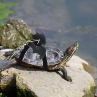 Correa de Terciopelo Coreano Ajustable para Reptiles Cuerda de Tracción Suave y Segura para Tortugas Lagartos Accesorios de Dragón de Barba - details 3