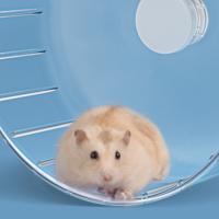hamster wheel