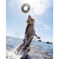 ruffwear