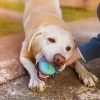 Bolas de goma sólida para perros, juguete interactivo virtualmente indestructible para perros, juguete de entrenamiento para masticar, juguetes para morder - details 3