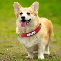 perro personalizado cuero PU, Collar de cachorro personalizado, collares mascotas grabados gratis para perros pequeños, medianos - details 12