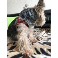 Lindo arnés perros pequeños chaleco suave cachorro pequeño gato Collar mascotas pecho de cuero para Chihuahua Yorkie maltés - details 9