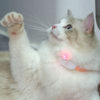 Aliviar la ansiedad Collar de provocación de gatos con láser inteligente Collar de provocación de gatos eléctrico interactivo LED infrarrojo libera las manos - details 2
