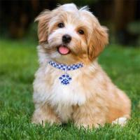Collares de Cuello de Perro de Circonio Brillante Cadena Extendida de Aleación Duradera para Mascotas Pequeñas y Medianas Regalos de Fiesta Rosa Collar para Perros y Gatos - details 2