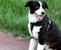 Truelove Uitra-arnés ligero de seguridad para mascotas, producto impermeable a prueba de explosiones para perros pequeños, medianos y grandes, TLH6282 - details 15