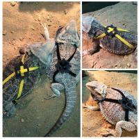 Correa de Entrenamiento Ajustable para Reptiles Correa de Paseo para Mascotas - details 10