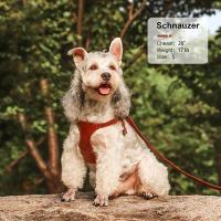 Correa de Tiro de Cuero PU para Perros Conjunto de Correa de Pecho para Gatos, Longitud de 5 Pies, Chaleco para Caminar - details 17