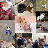 Corcolla de Mascota con Lazo Traje Ligero de Poliéster para Perros y Gatos Pequeños Cierre de Tirón - details 2