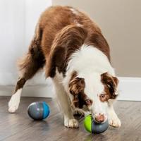 Juguete con un delicioso perro come lentamente a los perros con cuerda para comer, juguete delicioso.