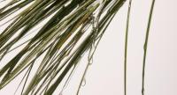 Vetiver