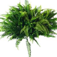 Planta Artificial de seda para decoración del hogar, Helecho Boston, 10 piezas, colgante, verde falso - details 0