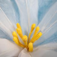 Nuevos accesorios de tiro artificiales de glorias de la mañana de imitación grandes, flores de gasa, cabeza de flor de paisajismo de boda de alta calidad para exteriores - details 5