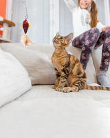 Juguete de Pesca Interactivo para Gatos