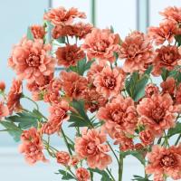 Flor de peonía Artificial de 63cm, rama de flor de peonía de seda elegante de plástico hecha a mano, 5 tenedores, flor falsa, decoración para el hogar y el jardín - details 3