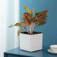 Maceta de plástico cuadrada blanca para jardín, interior, hogar, oficina, planta de autorriego - details 1