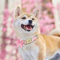 Collar nailon personalizado, collares perro impresos con placa de identificación grabada sin flores para perros pequeños, - details 11
