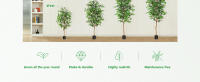 Ficus