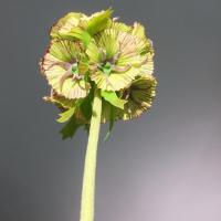 Hermosa flor Artificial de Scabiosa, tacto Real, elegante simulación de rama de Pristimera, flor falsa hecha a mano para sala de estar y escritorio - details 1