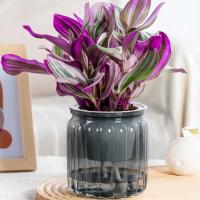 Planta hidropónica jugosa, riego automático interior, mini mesa de comedor floral ETA, decoración de bonsái para jardín y hogar ETA - details 7