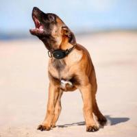 Nuevo dispositivo para perros con control remoto, collar de entrenamiento para mascotas resistente al agua con parada automática de ladridos, 1 unidad. - details 4