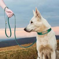 Juego auténtico perros, collares personalizados de cuero genuino mascotas, correas personalizadas para perros pequeños, medianos - details 16