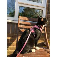 Arnés y correa para gatos para caminar, chaleco ajustable suave a prueba de escapes para gatos, chaqueta con tiras reflectantes transpirables - details 8