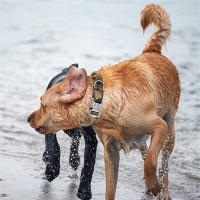 Collar táctico K9 para perro, Correa militar para mascotas, accesorios de entrenamiento para perros medianos y grandes, tamaño ajustable y extraíble - details 20