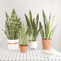 Plantas artificiales para decoración del jardín del hogar, rama de Sanseviria de plástico, bonsái DIY, plantas falsas para exteriores - details 0