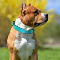 Collar Reflectante para Perros Collar de Nailon Transpirable Acolchado de Neopreno Suave Ajustable para Perros Medianos y Grandes Collar de 25-60cm - details 4