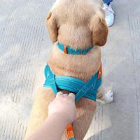 Collar de Cuero de Nylon para Perros Correa de Captura de Mascotas sin Tirón para Perros Pequeños y Grandes Correa de Vestir de Mascotas - details 22