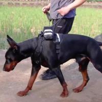 Suministros para gatos, conjunto de correa reflectante para perros, Anti Escape, sin tirones, arnés para perros grandes, chaleco, cuerda de tracción ajustable transpirable para perros y cachorros - details 15