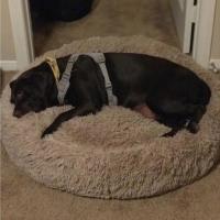 Cama de Mascotas de Peluche XXL Diseño de Donut para Perros y Gatos Ideal para Perros y Gatos Grandes Almohada Calmante para Mascotas - details 4