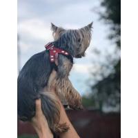 Lindo arnés perros pequeños chaleco suave cachorro pequeño gato Collar mascotas pecho de cuero para Chihuahua Yorkie maltés - details 8
