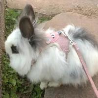 Conjunto de Arneses y Correa para Conejo Accesorios de Mascotas al Aire Libre - details 11
