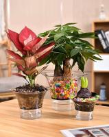 Maceta de plástico transparente para plantas con riego automático, cuadrado, nuevo diseño, para jardín - details 0