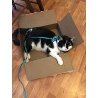 Arnés y correa para gatos para caminar, chaleco ajustable suave a prueba de escapes para gatos, chaqueta con tiras reflectantes transpirables - details 10