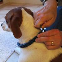 Don Sullivan Collar comando perfecto que reduce el entrenamiento de pellizco y saltar para perros medianos/grandes - details 5