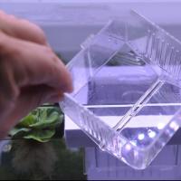 Caja de aislamiento de peces de acrílico, transparente, desmontable, flotante, para incubar pecera - details 7