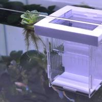 Caja de aislamiento de peces de acrílico, transparente, desmontable, flotante, para incubar pecera - details 2