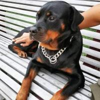 Collar para perro, eslabón cubano de 15 mm de ancho, plateado para perros, cadena antideslizante de entrenamiento para mascotas de metal de acero inoxidable suave y fuerte - details 14