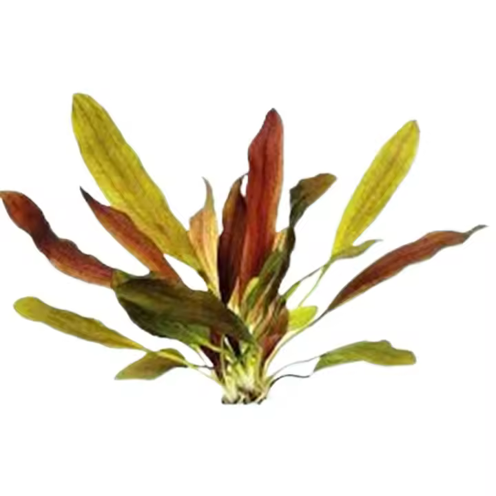 Espada Echinodorus melón rojo plantas de acuario vivo pequeño - 1