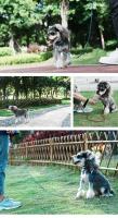 Truelove-correa reflectante ligera para perro, conjunto ajustable de alta calidad para mascotas pequeñas y gatos, correa de diseño de lujo para cachorros, TLL2772 - details 8