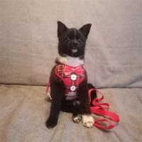 Collares para perros con lazo elegante, corbata, cuerda de tracción, arnés navideño para mascotas para perros pequeños y medianos, correa para el pecho para gatos, accesorios para perros, regalos - details 19